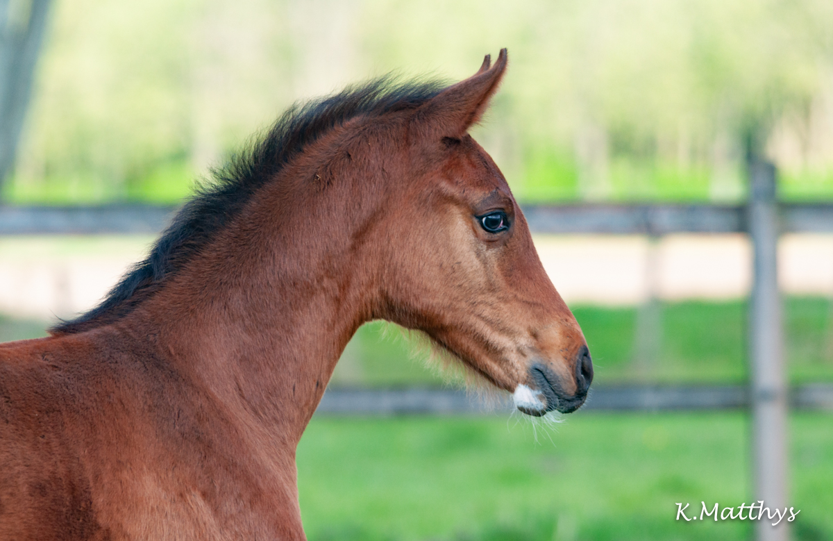CUTIE v/h Gouden Bit