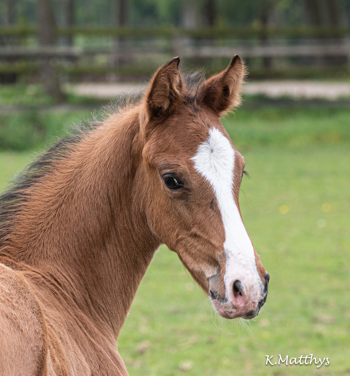 2026 3. C'EST MOI v/h Gouden Bit Z
