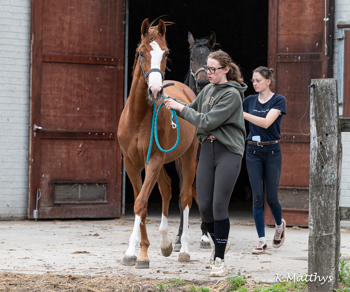 ELEGANCE v/h Gouden Bit Z