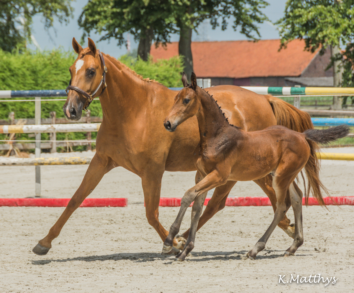 CASUAL CHIQUE v/h GOUDEN BIT