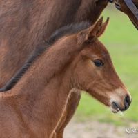 Foto's Cutie kl-7.jpg