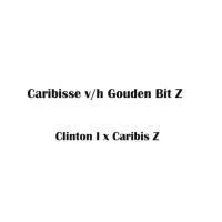 2021: 1 Caribisse.jpg