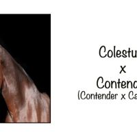 Contendra IM.jpg