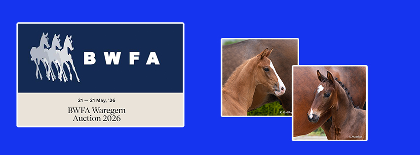 21/05 BWFA Auction met 2 veulens van het Gouden Bit !